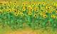 Sunflowers - Small (16 per pgk)