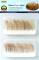 Wheat Stalks